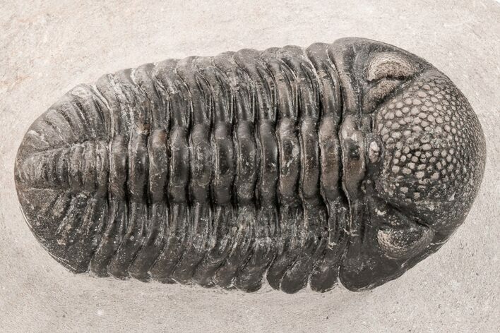 Prone Trilobite (Pedinopariops) - Mrakib, Morocco #210395